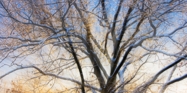 Comment les arbres survivent-ils à l’hiver ?   